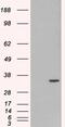 Origin Recognition Complex Subunit 6 antibody, PA5-17948, Invitrogen Antibodies, Western Blot image 