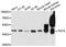 Farnesyltransferase, CAAX Box, Alpha antibody, A8805, ABclonal Technology, Western Blot image 