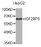 Insulin Like Growth Factor 2 MRNA Binding Protein 3 antibody, orb373231, Biorbyt, Western Blot image 