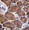 Aspartate Beta-Hydroxylase antibody, LS-C156549, Lifespan Biosciences, Immunohistochemistry paraffin image 