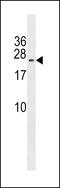 MAP3K7 C-Terminal Like antibody, LS-C157133, Lifespan Biosciences, Western Blot image 