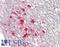 Indoleamine 2,3-Dioxygenase 1 antibody, LS-B13721, Lifespan Biosciences, Immunohistochemistry paraffin image 