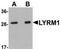 LYR motif-containing protein 1 antibody, TA306946, Origene, Western Blot image 