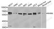 Inhibin Subunit Beta A antibody, A5837, ABclonal Technology, Western Blot image 