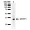 Secreted Frizzled Related Protein 1 antibody, LS-C777237, Lifespan Biosciences, Western Blot image 