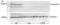 Ferroportin-1 antibody, NBP1-21502, Novus Biologicals, Western Blot image 