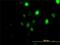 Polo Like Kinase 1 antibody, H00005347-M01, Novus Biologicals, Immunofluorescence image 