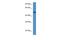 Zinc Finger Protein 275 antibody, PA5-69499, Invitrogen Antibodies, Western Blot image 