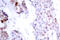 ATF4 antibody, LS-C177876, Lifespan Biosciences, Immunohistochemistry frozen image 