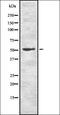 Methionyl Aminopeptidase 2 antibody, orb337249, Biorbyt, Western Blot image 
