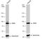 Ribosomal Protein S6 Kinase A3 antibody, NBP2-20237, Novus Biologicals, Western Blot image 