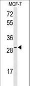 Hes Family BHLH Transcription Factor 6 antibody, LS-C166842, Lifespan Biosciences, Western Blot image 