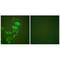 Keratin 17 antibody, A02289, Boster Biological Technology, Immunofluorescence image 