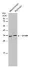 OTU Deubiquitinase, Ubiquitin Aldehyde Binding 1 antibody, PA5-78620, Invitrogen Antibodies, Western Blot image 