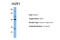 JAZF Zinc Finger 1 antibody, ARP40012_P050, Aviva Systems Biology, Western Blot image 