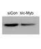 c-Myb antibody, NBP1-80306, Novus Biologicals, Western Blot image 