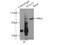 STAT3 antibody, 51076-2-AP, Proteintech Group, Immunoprecipitation image 