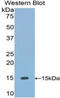 Uromodulin antibody, LS-C300347, Lifespan Biosciences, Western Blot image 