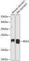 Regenerating Family Member 4 antibody, 14-807, ProSci, Western Blot image 