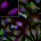 Splicing Factor 3b Subunit 4 antibody, M06414, Boster Biological Technology, Immunohistochemistry frozen image 