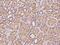 ADAM Metallopeptidase Domain 15 antibody, 204241-T08, Sino Biological, Immunohistochemistry frozen image 