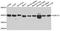 P2Y purinoceptor 14 antibody, A8178, ABclonal Technology, Western Blot image 