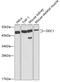 Ornithine Decarboxylase 1 antibody, GTX54600, GeneTex, Western Blot image 