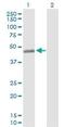 Complement C3a Receptor 1 antibody, ab103629, Abcam, Western Blot image 