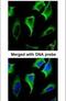 Contactin Associated Protein Like 2 antibody, PA5-28969, Invitrogen Antibodies, Immunofluorescence image 