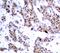Myocyte Enhancer Factor 2A antibody, MBS128388, MyBioSource, Immunohistochemistry paraffin image 