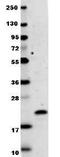 Interleukin-29 antibody, GTX48682, GeneTex, Western Blot image 