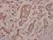Synuclein Beta antibody, A07381S118, Boster Biological Technology, Immunohistochemistry frozen image 