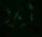 Galectin 3 antibody, LS-C788190, Lifespan Biosciences, Immunofluorescence image 