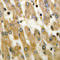 Dual Specificity Phosphatase 1 antibody, LS-C354232, Lifespan Biosciences, Immunohistochemistry paraffin image 