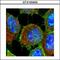 Mucin 1, Cell Surface Associated antibody, GTX100459, GeneTex, Immunofluorescence image 