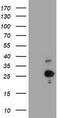 Hes Family BHLH Transcription Factor 6 antibody, LS-C175461, Lifespan Biosciences, Western Blot image 