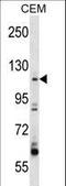 Rho Guanine Nucleotide Exchange Factor 1 antibody, LS-C156478, Lifespan Biosciences, Western Blot image 