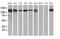 Histone Deacetylase 6 antibody, MA5-25359, Invitrogen Antibodies, Western Blot image 