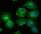 Lysyl Oxidase Like 2 antibody, NBP2-75559, Novus Biologicals, Immunofluorescence image 