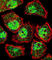 Kruppel Like Factor 9 antibody, abx028687, Abbexa, Western Blot image 