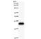 Period Circadian Regulator 1 antibody, LS-C342466, Lifespan Biosciences, Western Blot image 