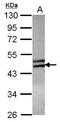 Zinc Finger Protein 439 antibody, GTX119735, GeneTex, Western Blot image 
