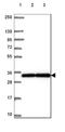 Acidic Nuclear Phosphoprotein 32 Family Member A antibody, NBP2-49385, Novus Biologicals, Western Blot image 