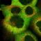 Calcyclin Binding Protein antibody, NBP1-87104, Novus Biologicals, Immunofluorescence image 