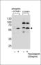 Cycb antibody, LS-C157610, Lifespan Biosciences, Western Blot image 