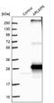 ADP Ribosylation Factor Like GTPase 6 Interacting Protein 6 antibody, PA5-53227, Invitrogen Antibodies, Western Blot image 