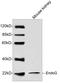 Endonuclease G antibody, LS-C203244, Lifespan Biosciences, Western Blot image 