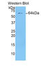 CD5 Molecule Like antibody, LS-C297378, Lifespan Biosciences, Western Blot image 