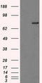 Tubulin Tyrosine Ligase Like 12 antibody, TA500789, Origene, Western Blot image 