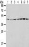 Endoplasmic Reticulum Protein 44 antibody, CSB-PA580639, Cusabio, Western Blot image 